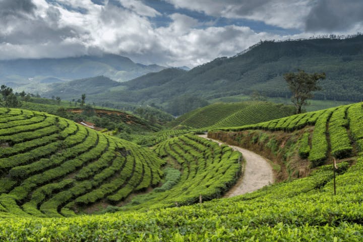 Paragliding & Ziplining over Munnarâs Tea Estates