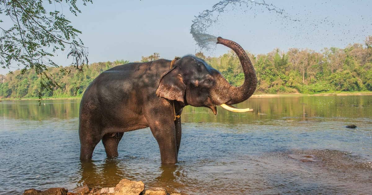 Wildlife Safaris in Kerala
