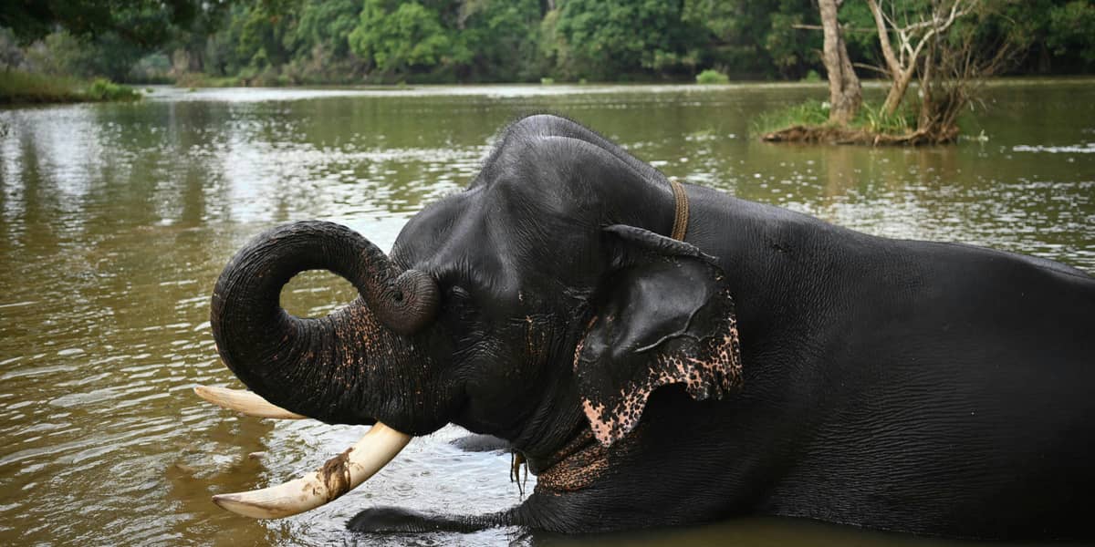 coorg honeymoon package