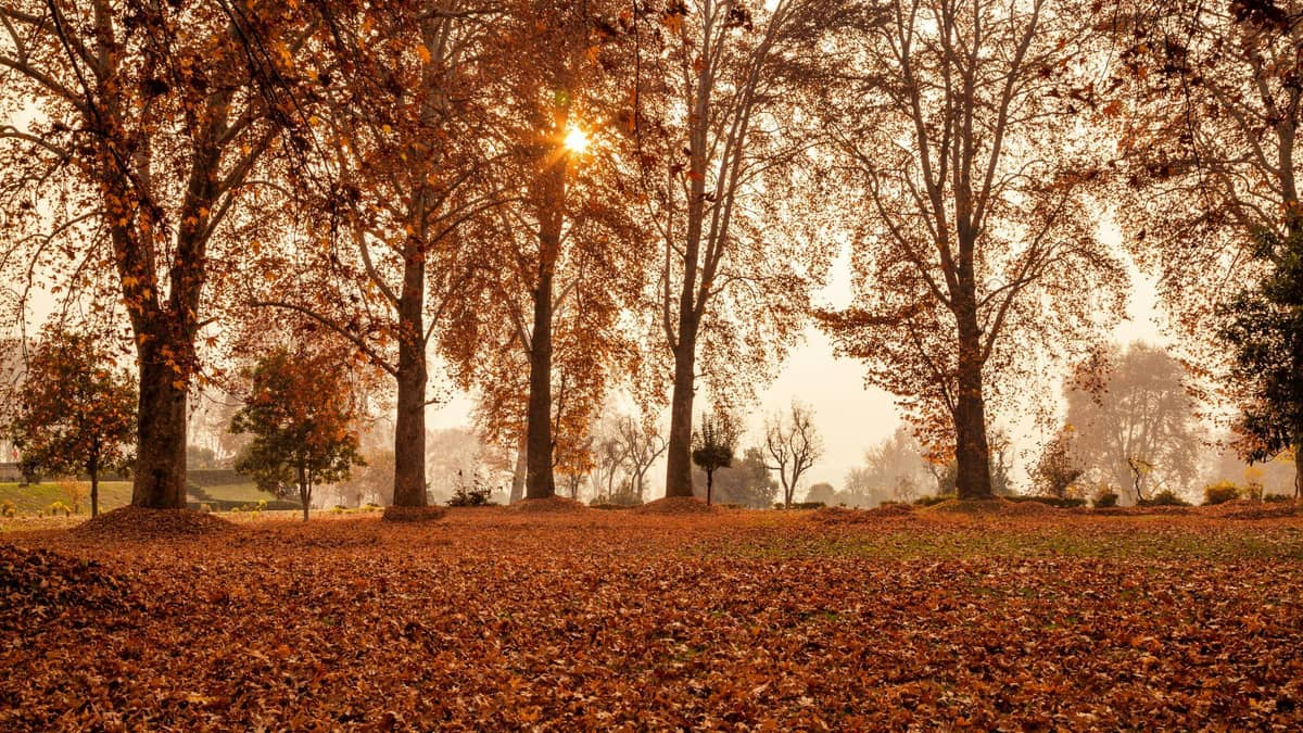 Autumn (September to November)