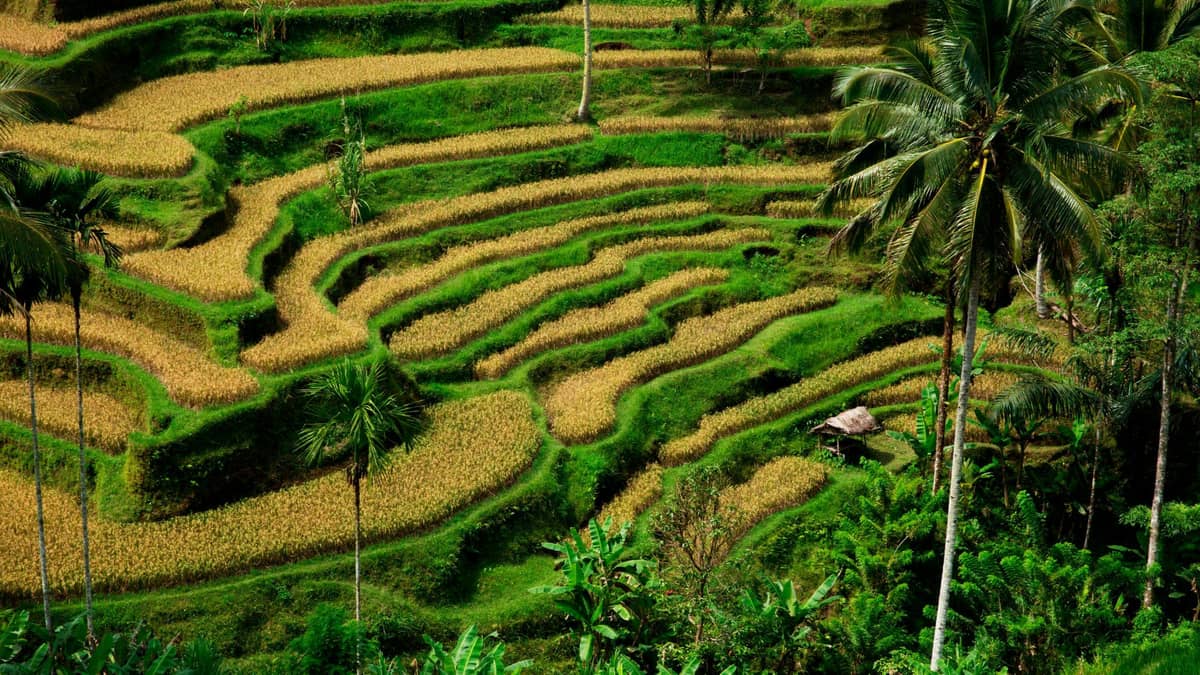 Learn About Rice Farming