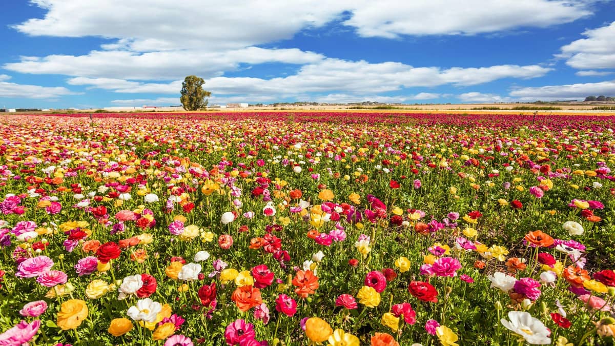 Spring Weather In Italy Best Time to Visit Italy for Festivals & Events