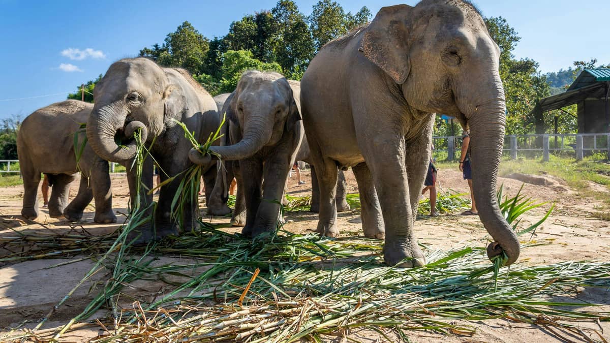 Elephant Sanctuaries & Adventure Parks – Ethical Wildlife and Fun Activities