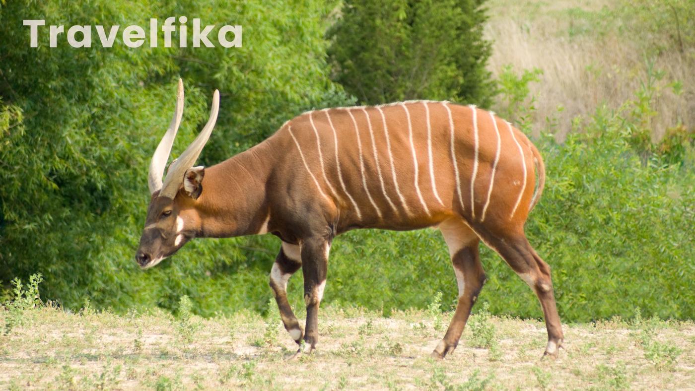 The mountain bongo, Kenya