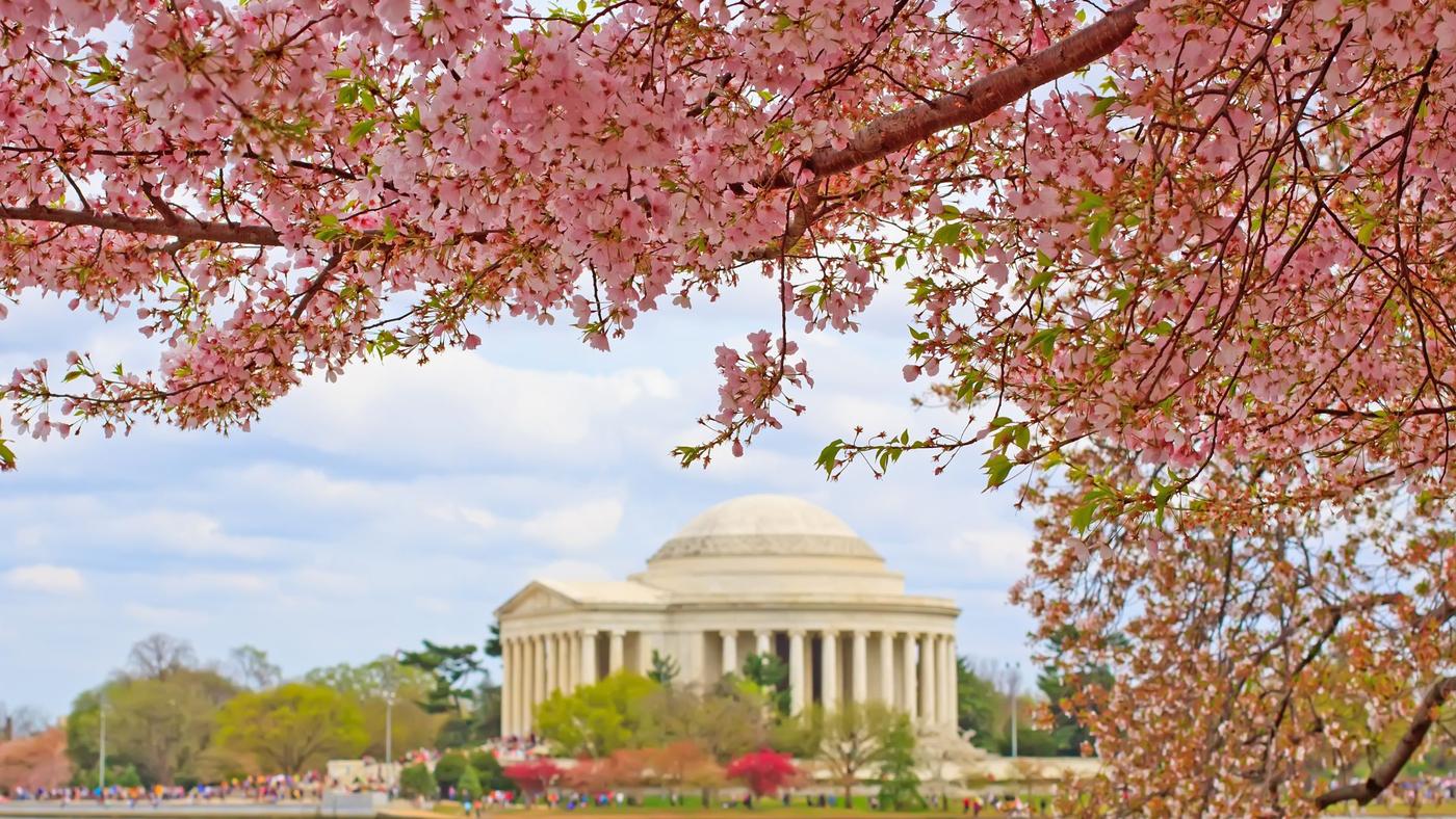 United States – A Festival of Pink in Washington, D.C.