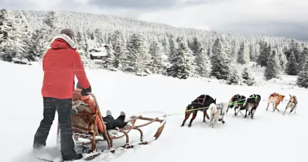 Dog Sledding in Montana
