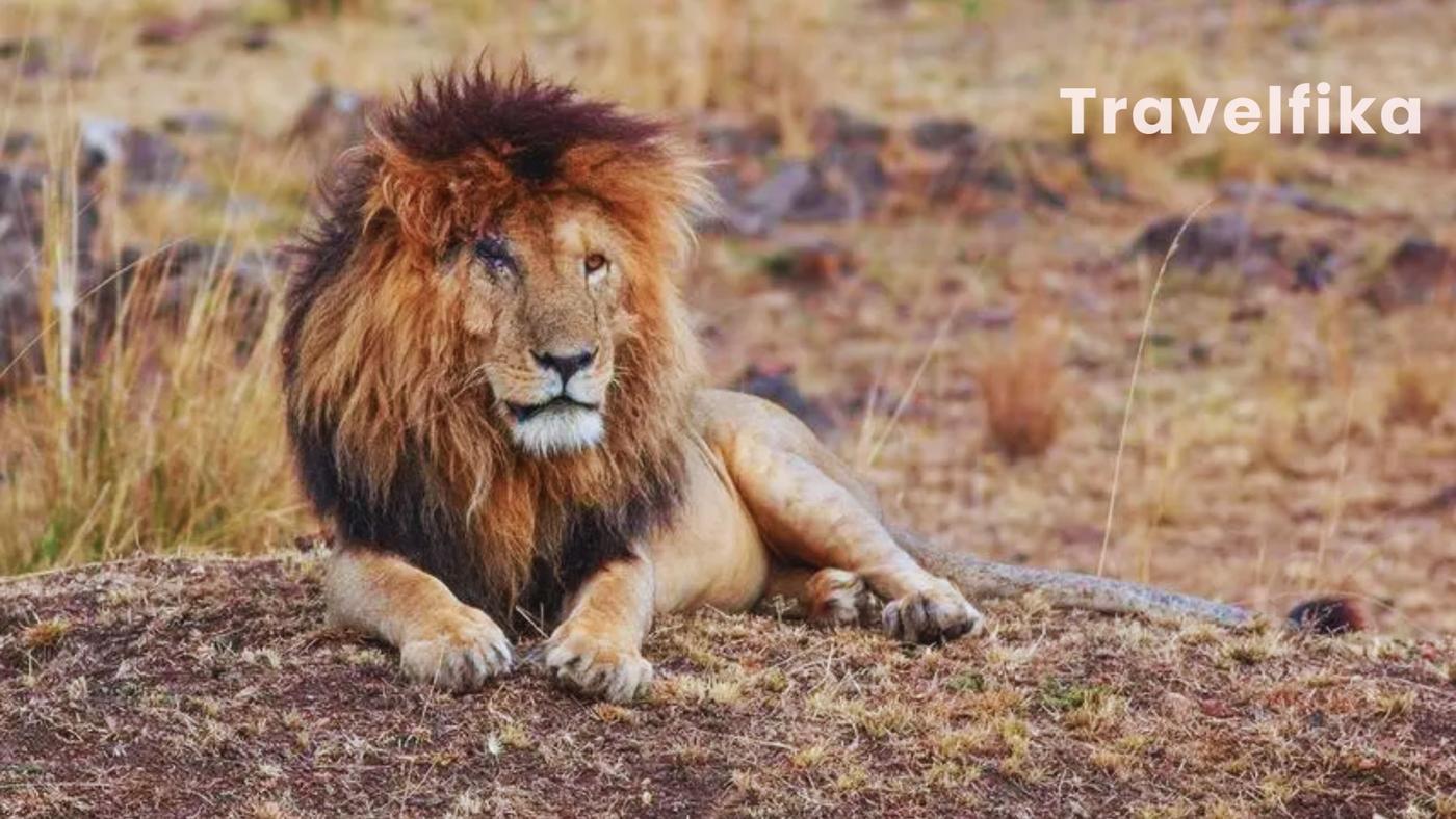 Scarface lion in Masai mara