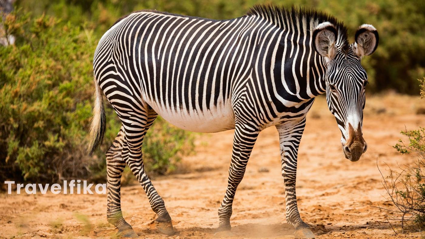 Grevy Zebra in Kenya