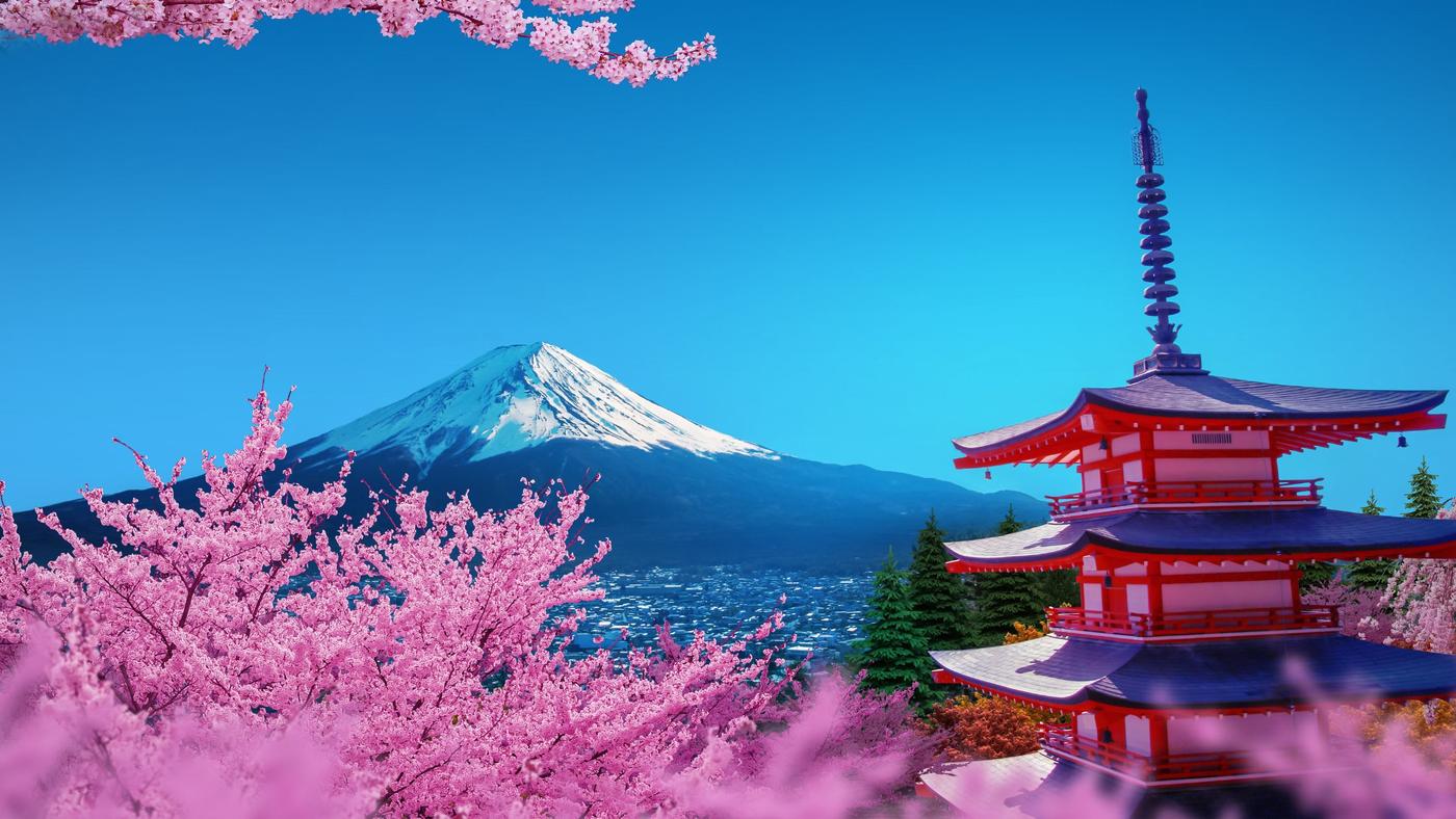 Japan Cherry Blossom