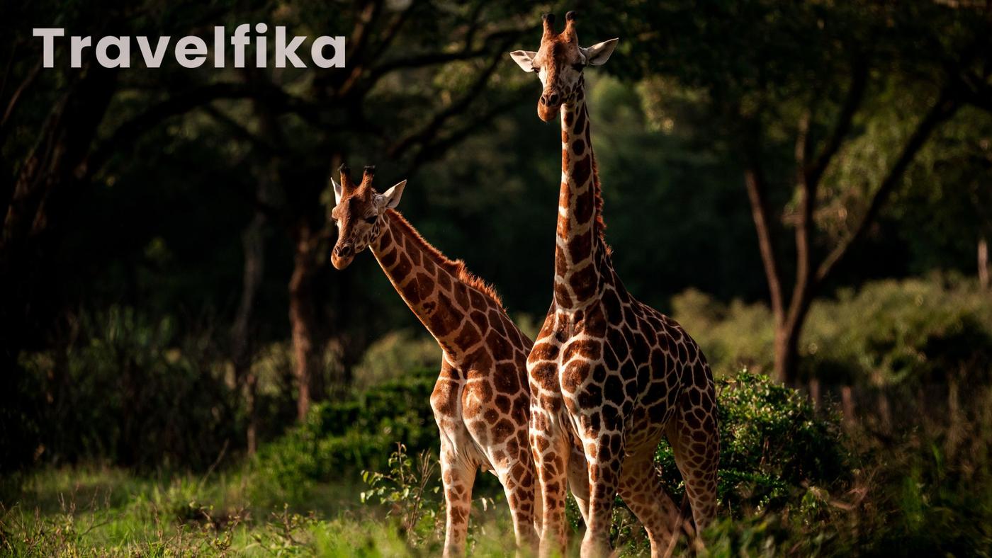 Rothschild’s Giraffes in Kenya