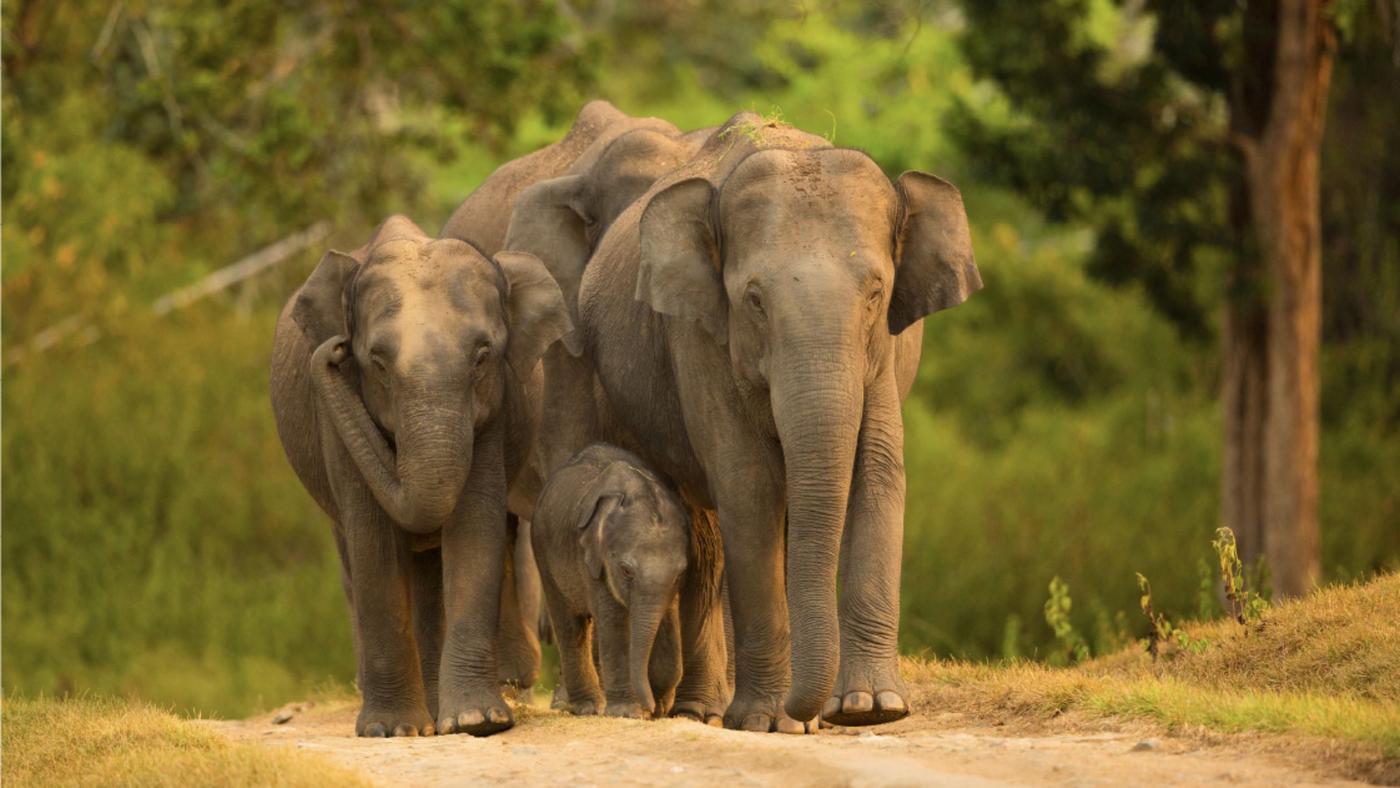 Bandipur National Park