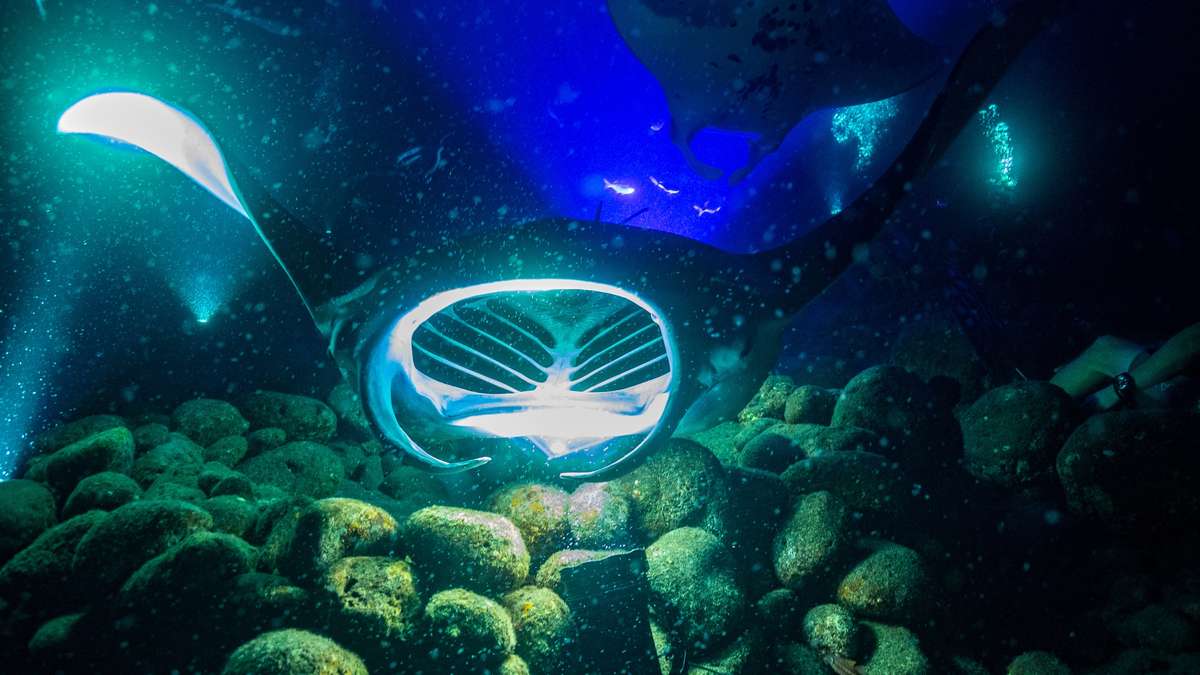 Kona Manta Ray Night Snorkel Adventure