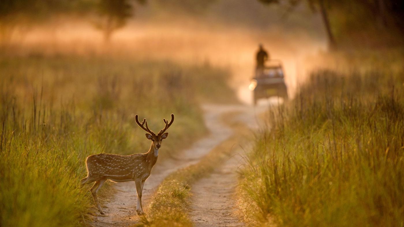 Jim Corbett National Park