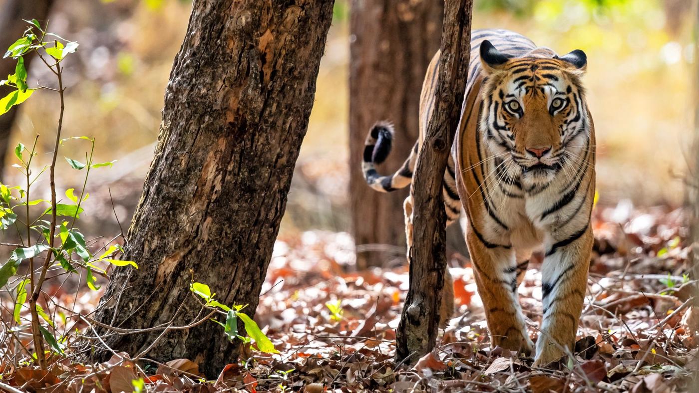 Bandhavgarh