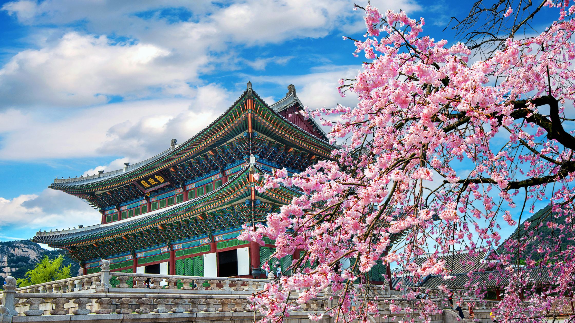 South Korea – A Cherry Blossom Wonderland