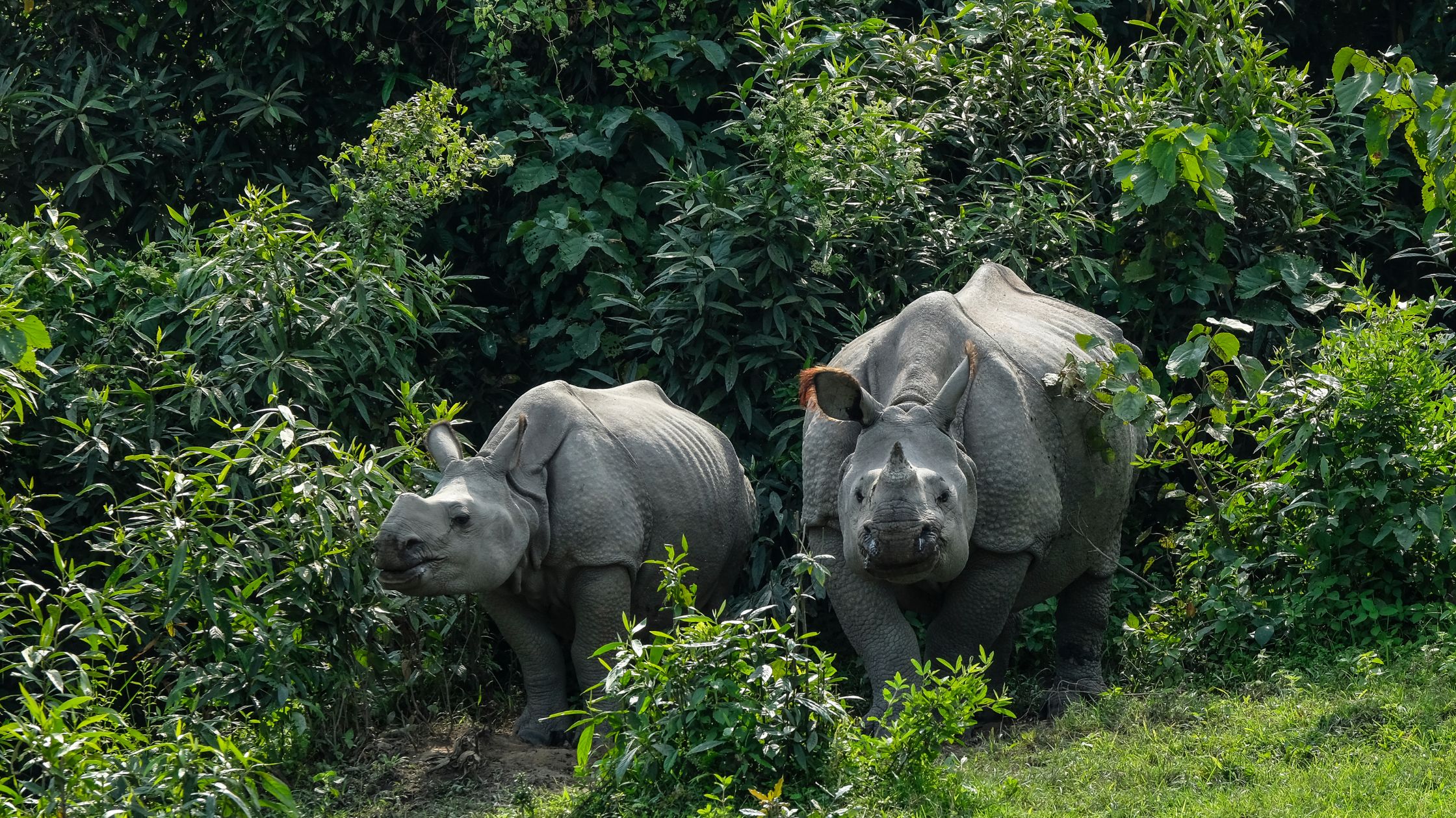 Kaziranga National Park