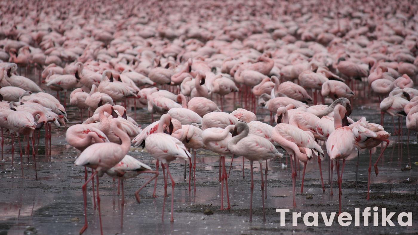 Flamingo in Kenya