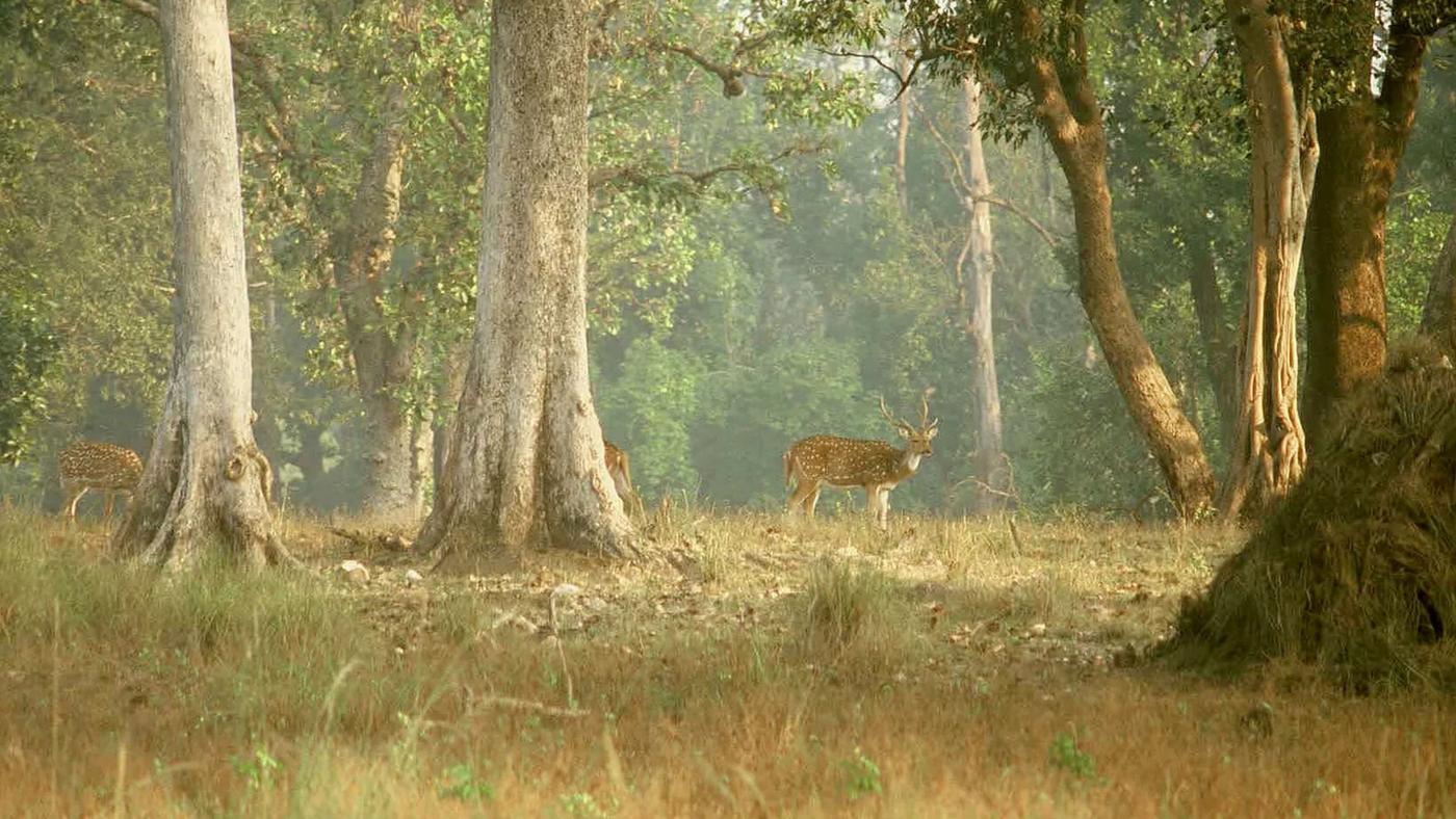 Kanha National Park