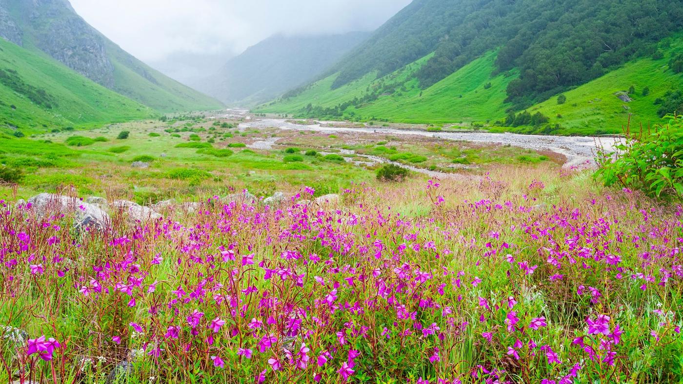 Valley of Flowers, Uttarakhand