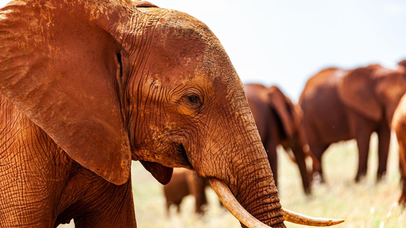 red elephants of tsavo