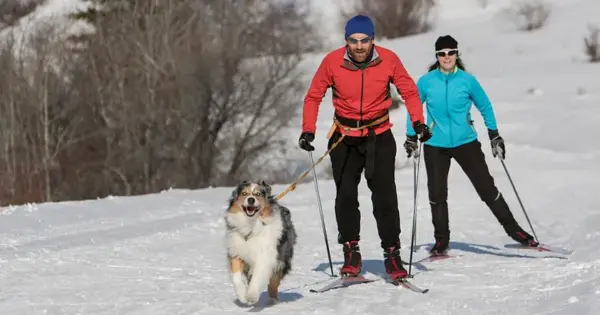 Skijoring in Montana