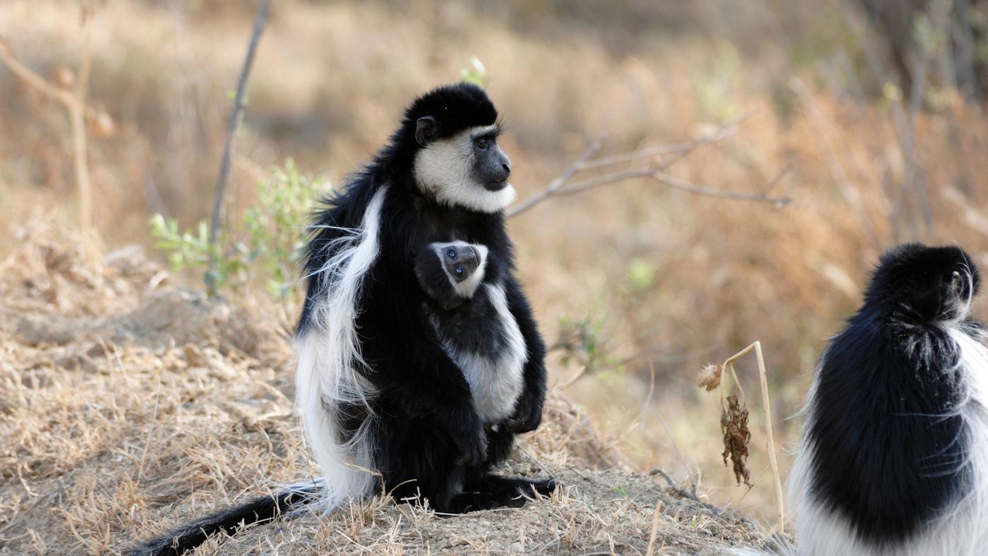 colobus monkeys in kenya