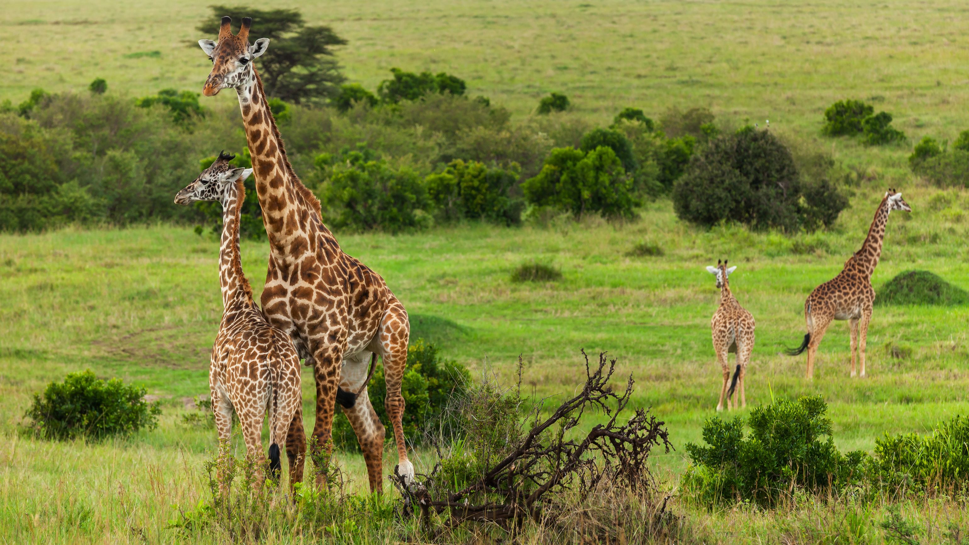 Safari in Maasai Mara, Kenya