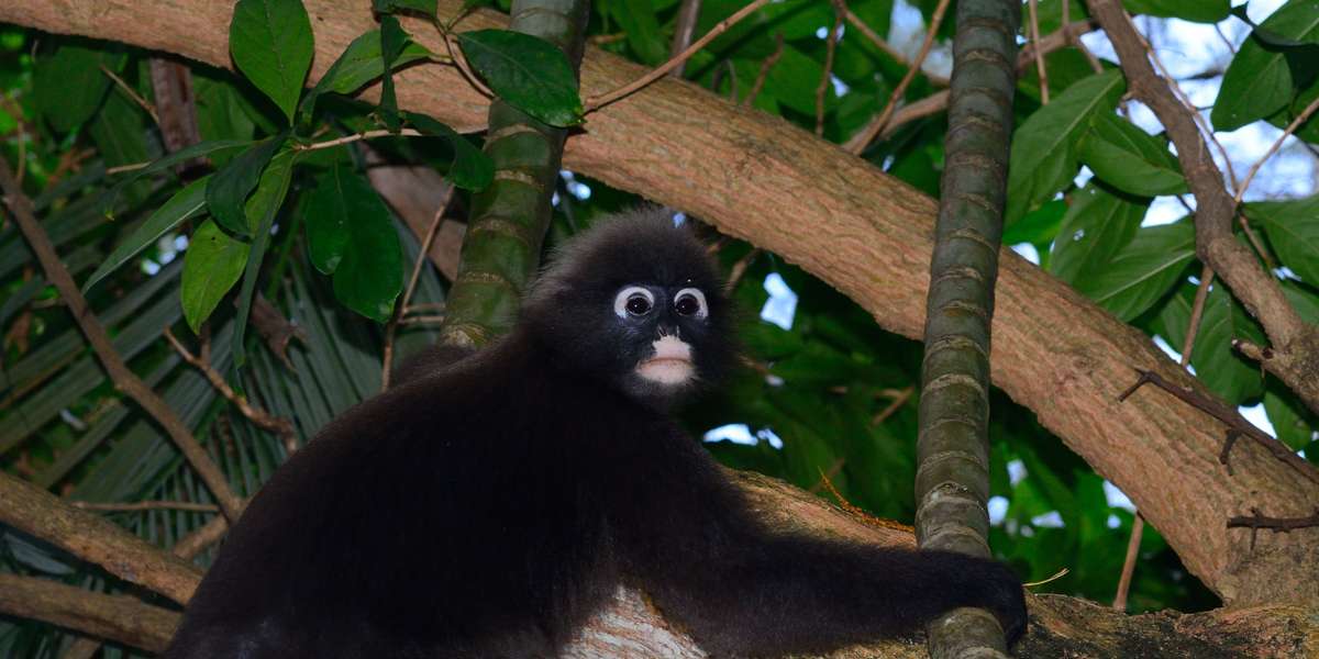 Penang National Park Escape