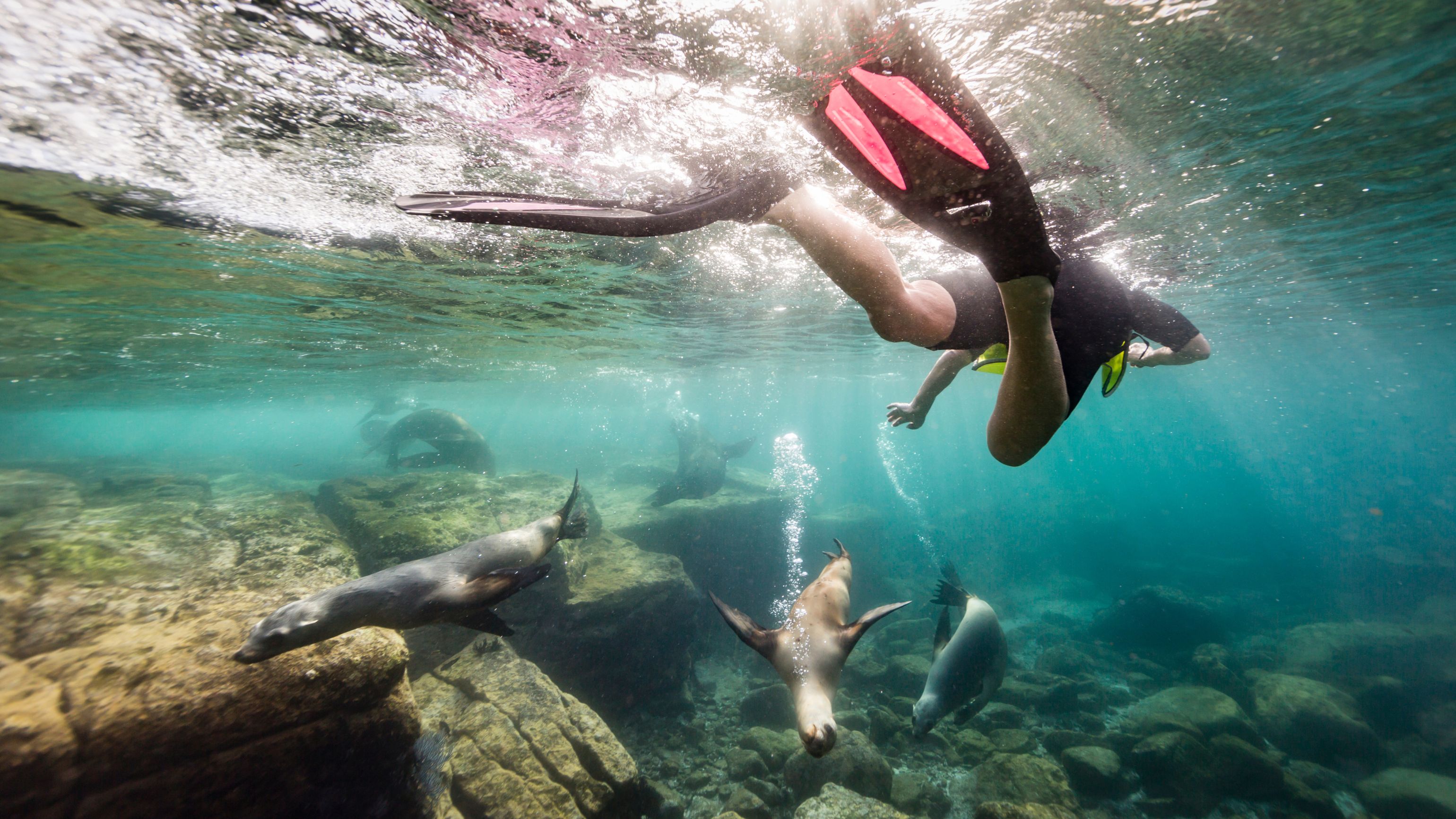 Snorkel with Sea Lions, Ecuador