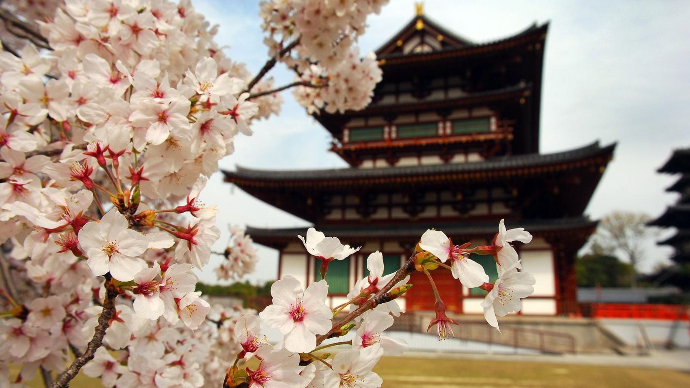 Taiwan – A Hidden Cherry Blossom Gem